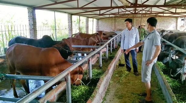 Giảm phát thải khí mê-tan trong chăn nuôi